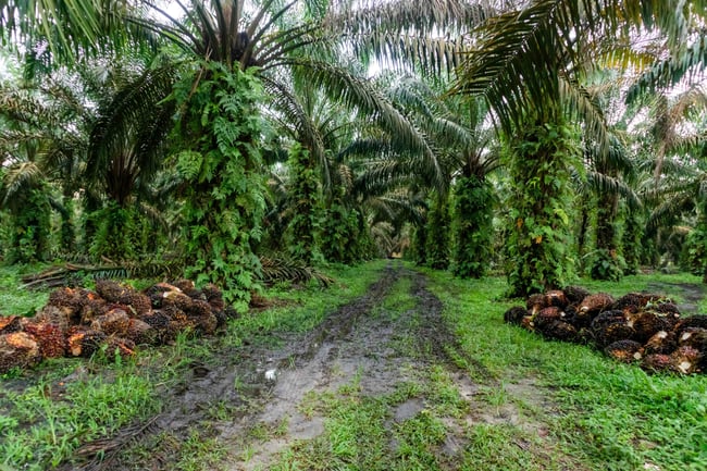 AdobeStock_1388839030-palmoel-plantage-in-indonesien-low