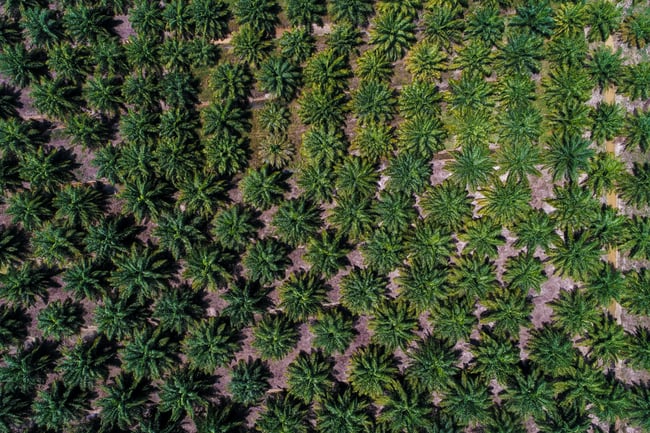 AdobeStock_996054520-palmen-plantage-indonesien-von-oben-low