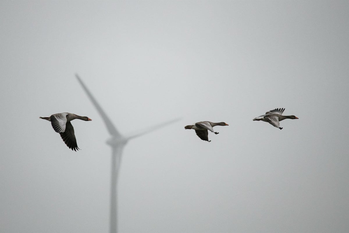 AdobeStock_479552821_gänse_windkraft