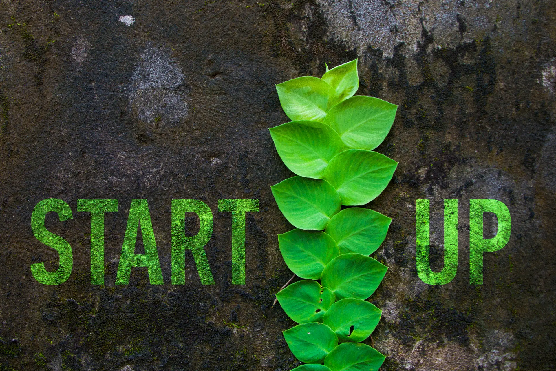Grüne Pflanze an einer Wand plus die Worte Start Up